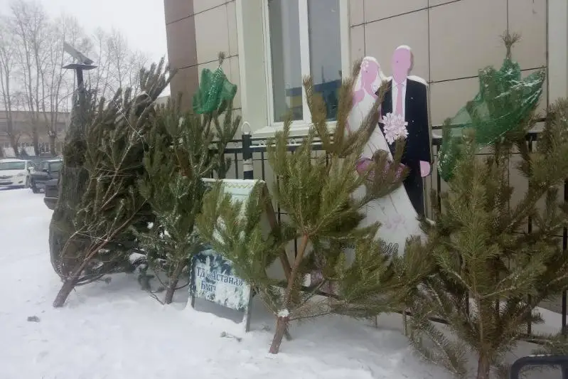 Чем грозит незаконная порубка елей
