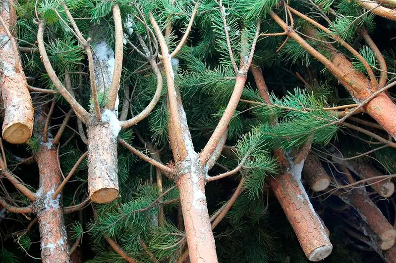 Факты незаконной продажи молодых сосен выявили в Павлодаре