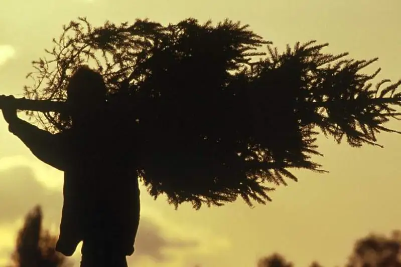 Вор пришел к пенсионерке с новогодней елкой в Усть-Каменогорске