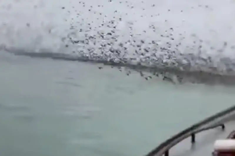 Инцидент с дикими утками на Каспийском море прокомментировали в Минэкологии