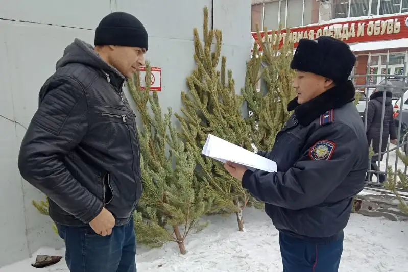 Около 40 сосен изъяли из продажи в Семее