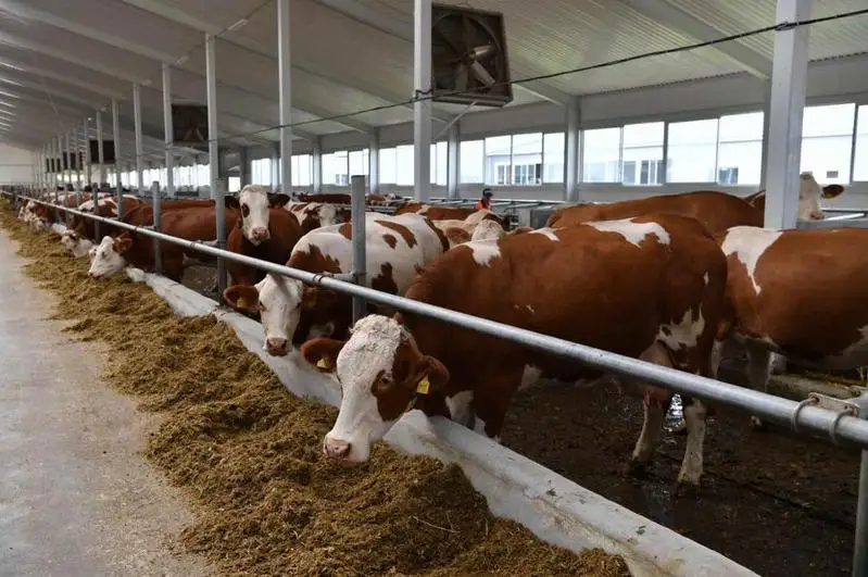 О выгодных условиях для развития животноводства рассказал аким СКО