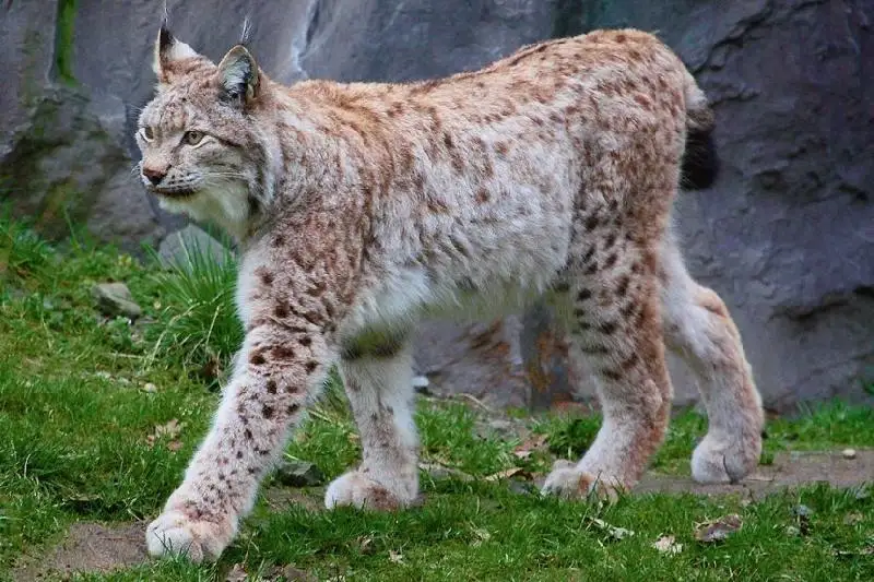 Рысь разгуливала по  Семею