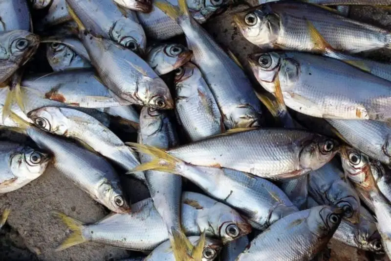 В районе водозабора АНПЗ в Урале обнаружена мертвая рыба