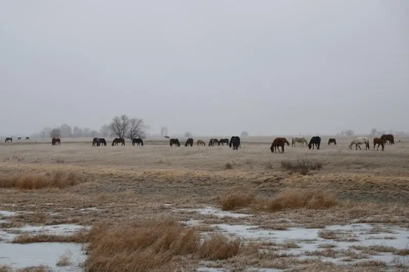 Серийных скотокрадов-рецидивистов задержали в СКО