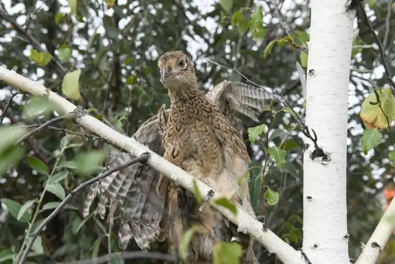 950 фазанов выпустили на волю в столице