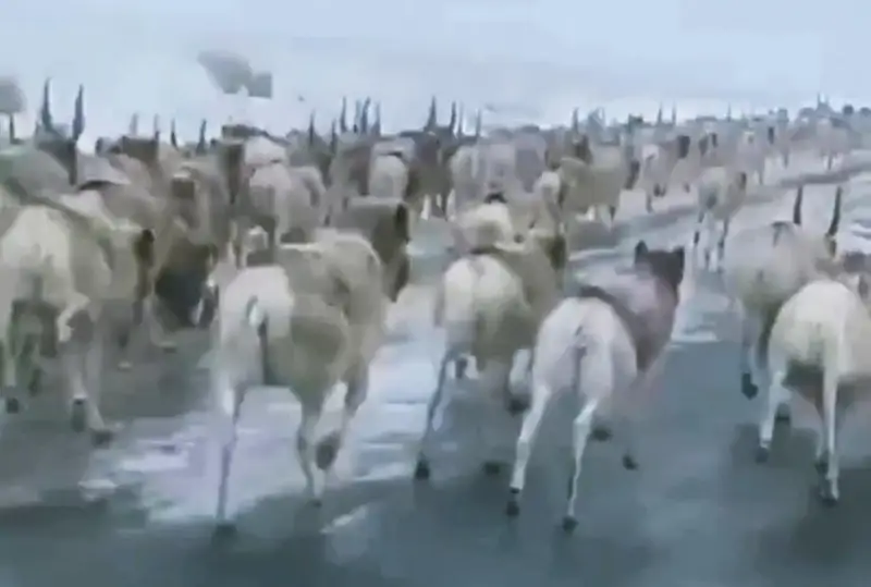 Сотни сайгаков заполонили улицы одного из сел в Улытауской области