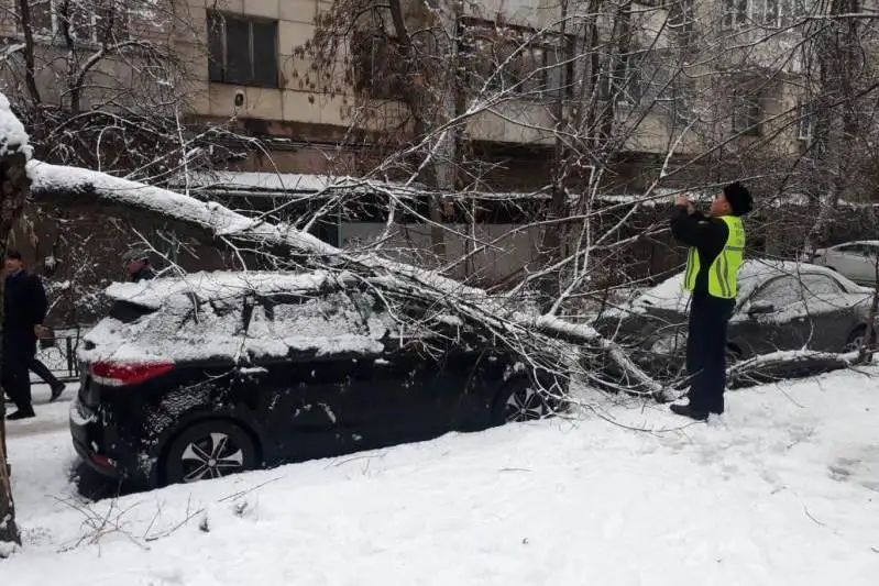 8 случаев падения деревьев зафиксировали в Алматы из-за снегопада