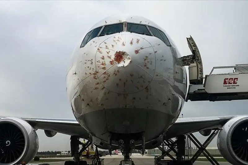 Летевший из Стамбула в Алматы грузовой самолет столкнулся со стаей птиц