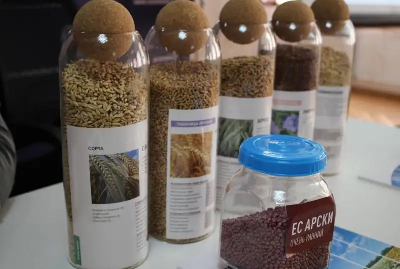 Выращивание сорго осваивают актюбинские аграрии