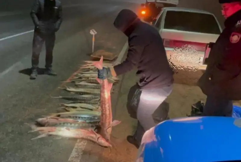 Более 120 килограммов осетра изъяли у браконьера в Мангистау