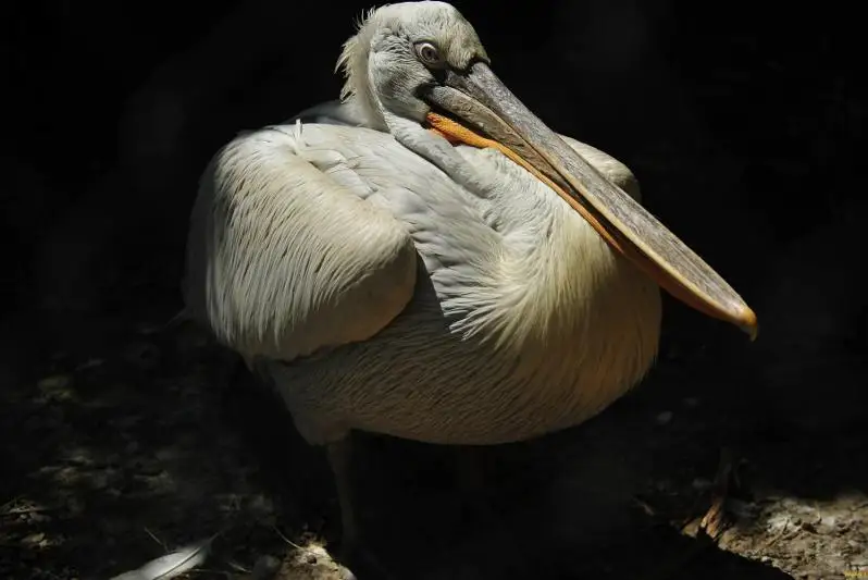 Птицу года – 2021 выбрали в Казахстане