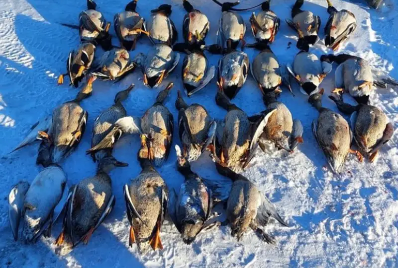 Охотившийся на уток браконьер задержан в Астане