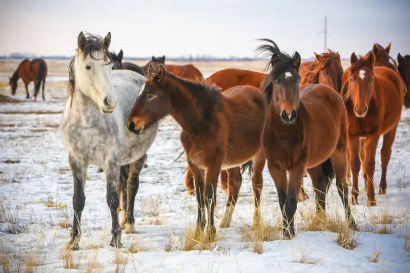 Скот на 3,5 млн тенге присвоил пастух в Туркестанской области