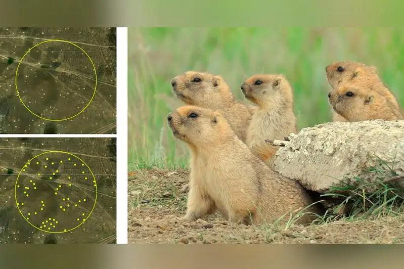 90% всей мировой популяции сурка-байбака обитает в степях Казахстана - ученые