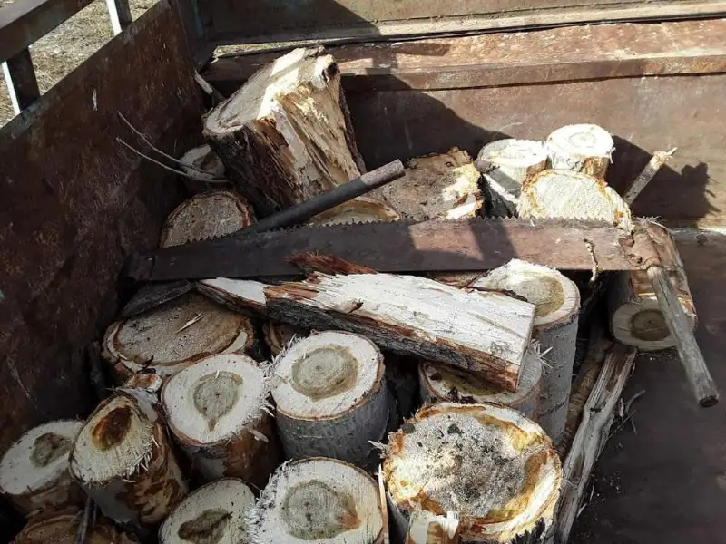 За срубленное дерево лишился трактора житель ВКО