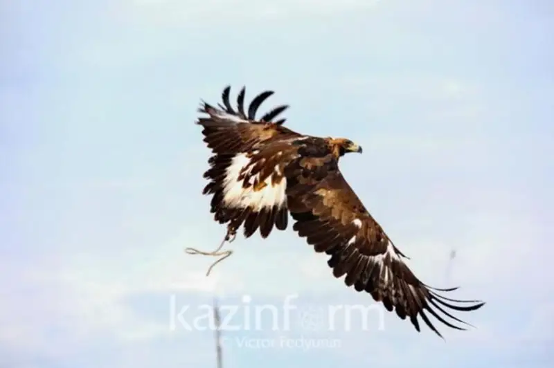 Чемпионат республики по национальному виду спорта «Кусбегилик» пройдет в Атырауской области