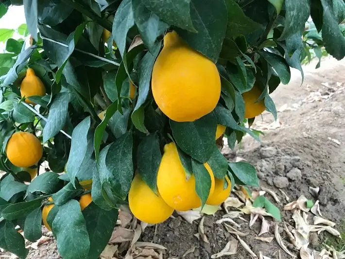 3 тонны лимонов собрали атырауские фермеры