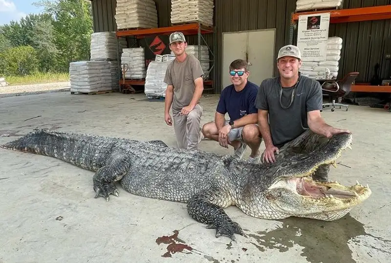 Выловили крупнейшего в истории Миссисипи аллигатора
