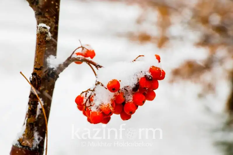 О погоде в январе рассказали синоптики СКО