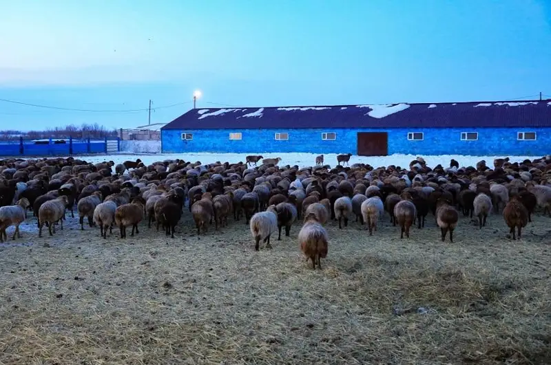 Первые товарные кредиты в виде коров и овец выдали жителям Актюбинской области