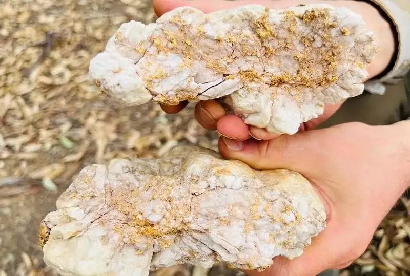 Золотой самородок стоимостью $160 тысяч обнаружили в Австралии