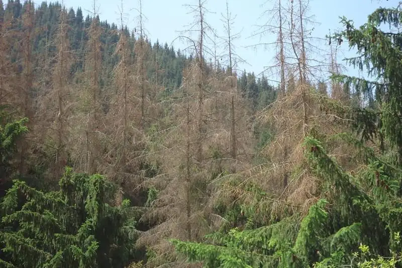 Почему вырубают деревья в Бутаковском ущелье