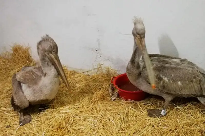 Спасенные в ВКО пеликаны не добрались до Алматинского зоопарка