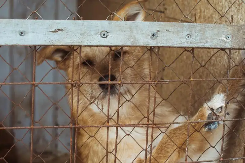 Столичный приют для бездомных животных «Я живой» получил грант от фонда Брижит Бардо