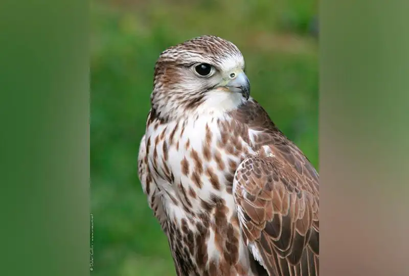 В Казахстане проходит широкомасштабная акция «Сокол»