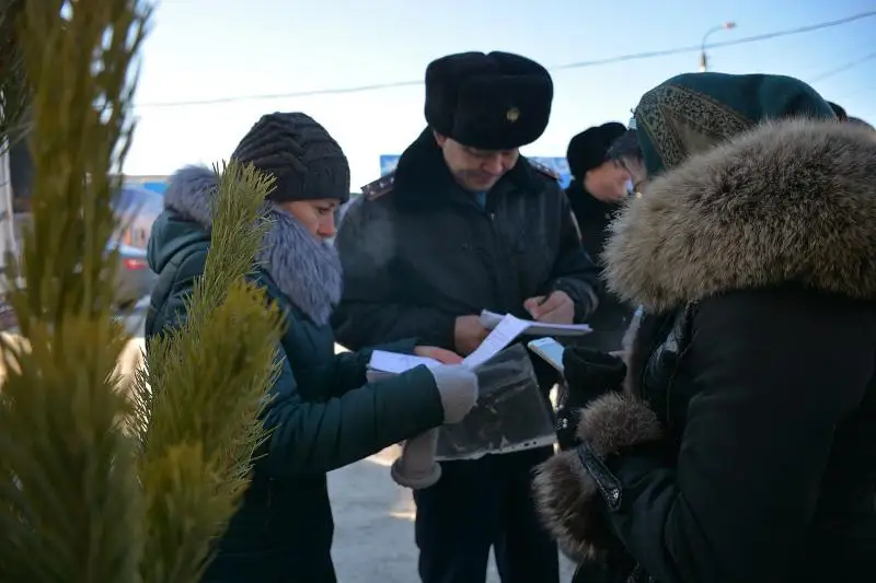 Какие штрафы грозят за незаконную вырубку елей