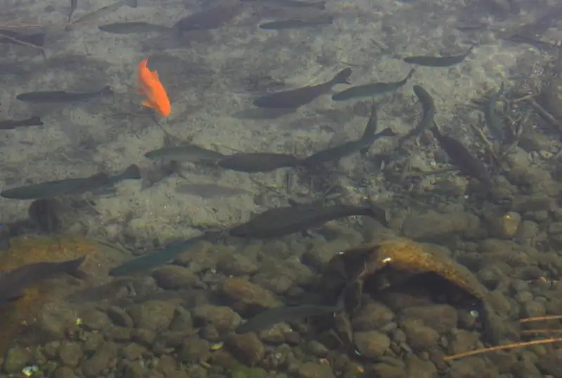 Африканских сомов, осетров, карпов и форель разводят рыбоводческие хозяйства в Жамбылской области