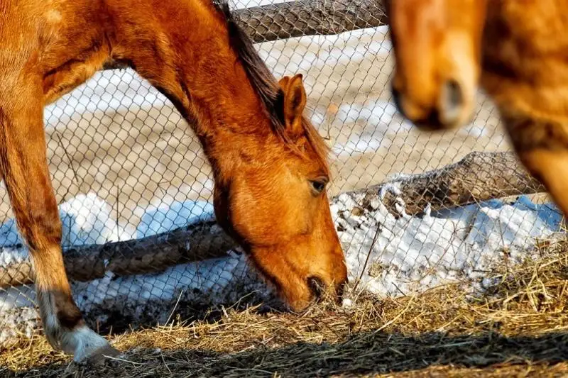 Миллионный ущерб причинили владельцам скота барымтачи в Акмолинской области