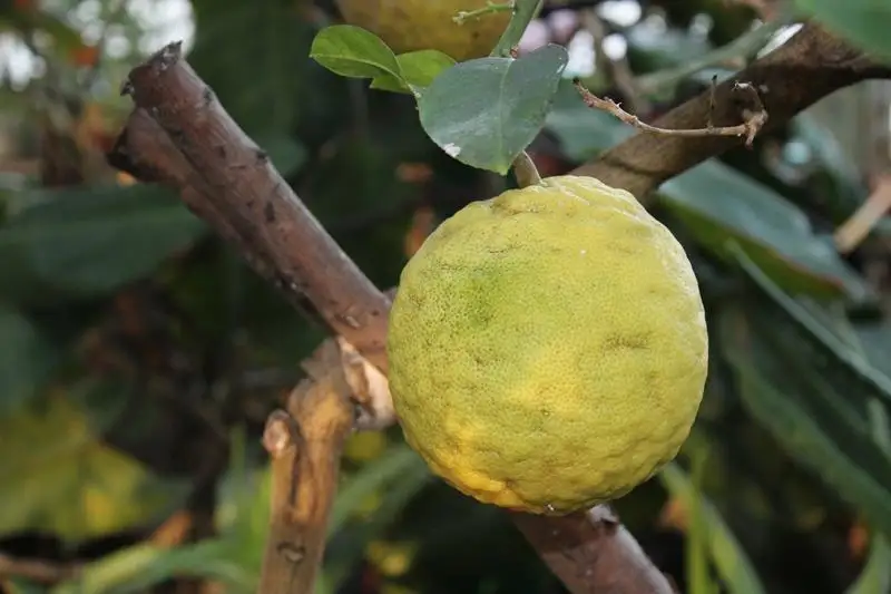 Лимоны весом в килограмм выращивают в ботаническом саду Петропавловска