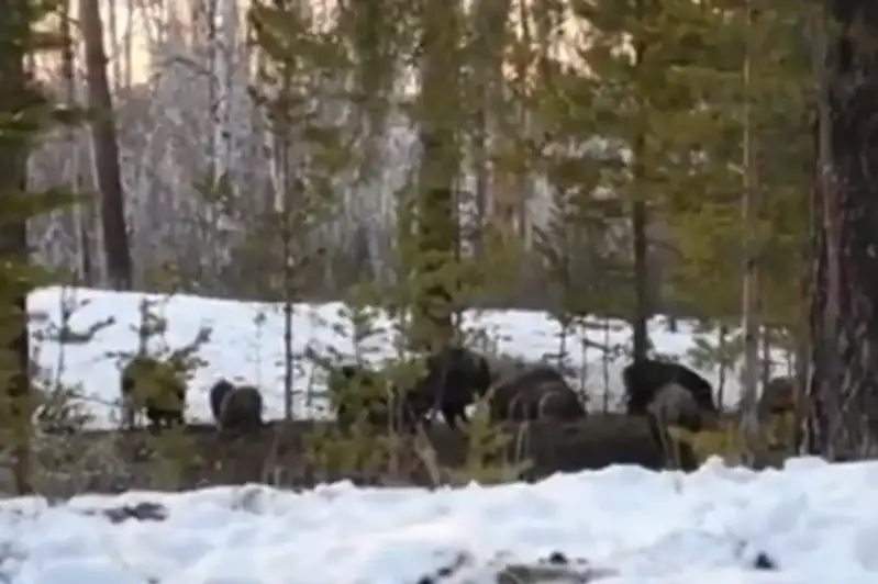 Семейство диких кабанов засняли на фото в ВКО