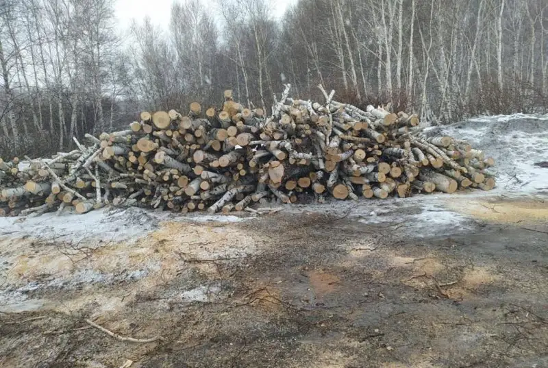 Сельчанин незаконно заготавливал лес на территории нацпарка в Бурабае