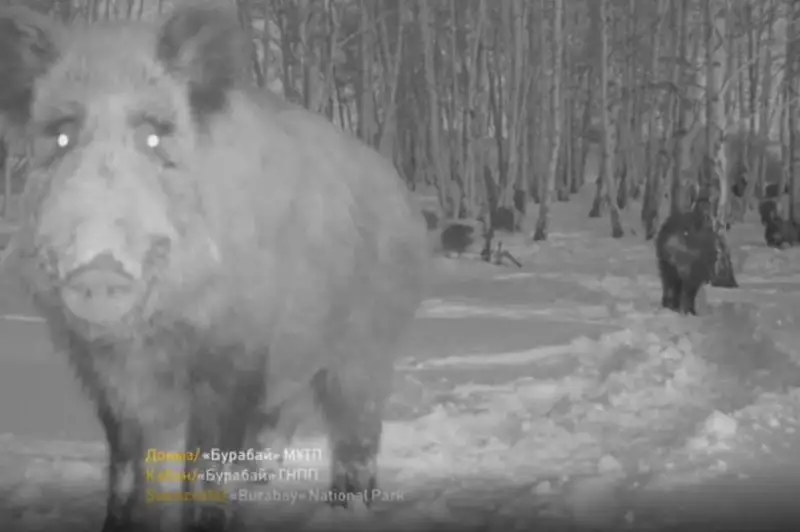 Стадо диких кабанов попало в объектив фотоловушки в нацпарке «Бурабай»