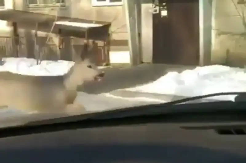 Косуля бегала по улицам Усть-Каменогорска