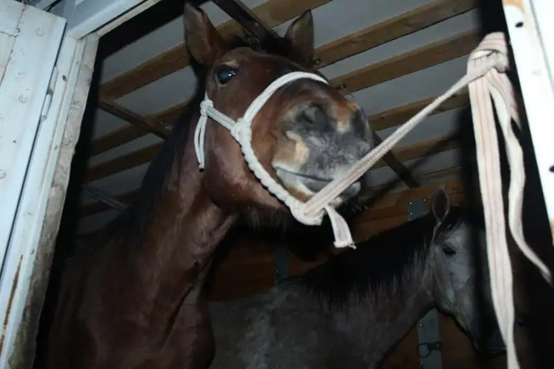 На 5 млн тенге обманул жителей Карагандинской области мошенник, «покупавший» лошадей