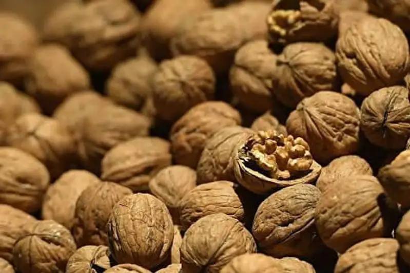 Около 900 тонн грецких орехов собрали в одном из районов Туркестанской области