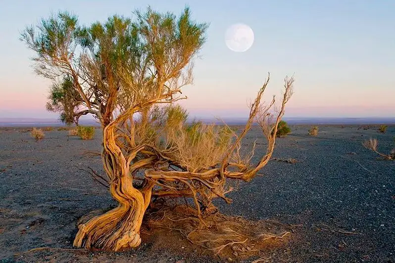 Магзум Мирзагалиев: Саксаул - не шашлычное дерево, а национальное достояние