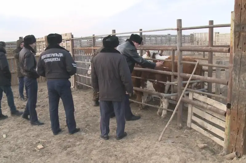 Домашние животные в Атырауской области  ночью будут светиться