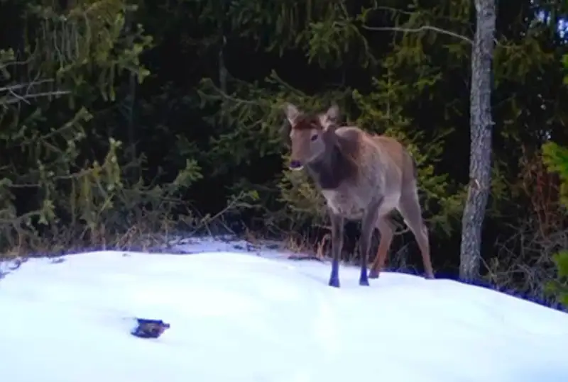 Маралы попали в фотоловушки в Алматинском заповеднике