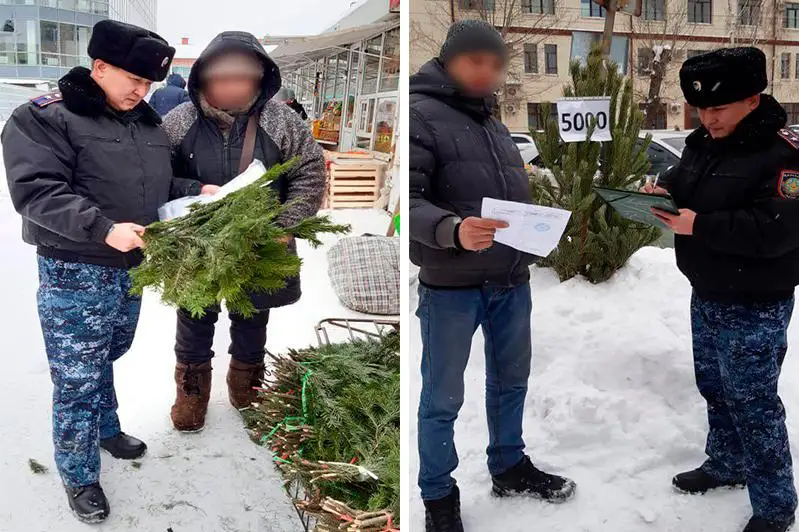 11 человек оштрафованы за торговлю новогодними елками  в Усть-Каменогорске