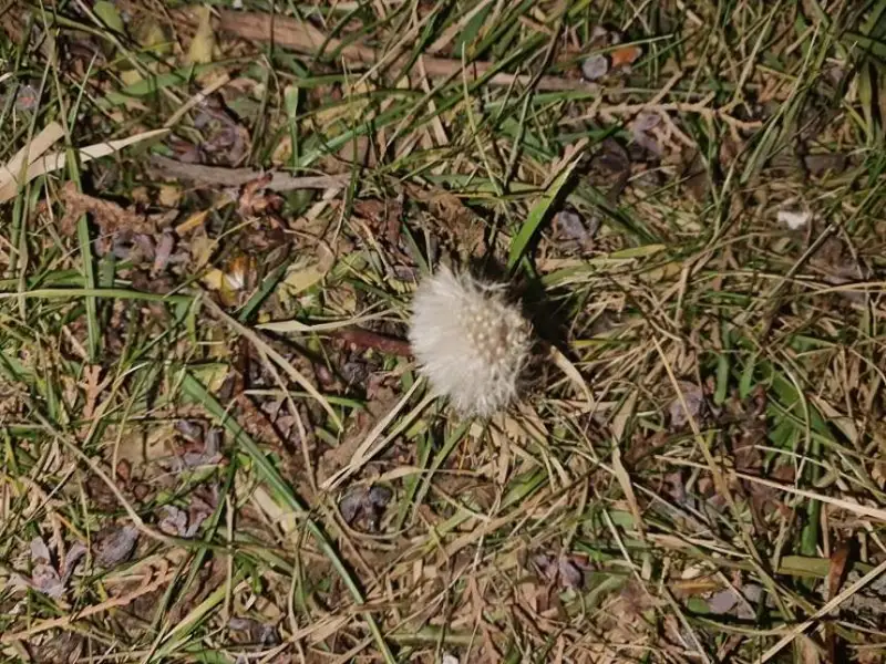 Капризы зимней погоды в Таразе - одуванчики, метели, ураганы