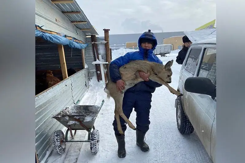 Столичный житель спас косулю