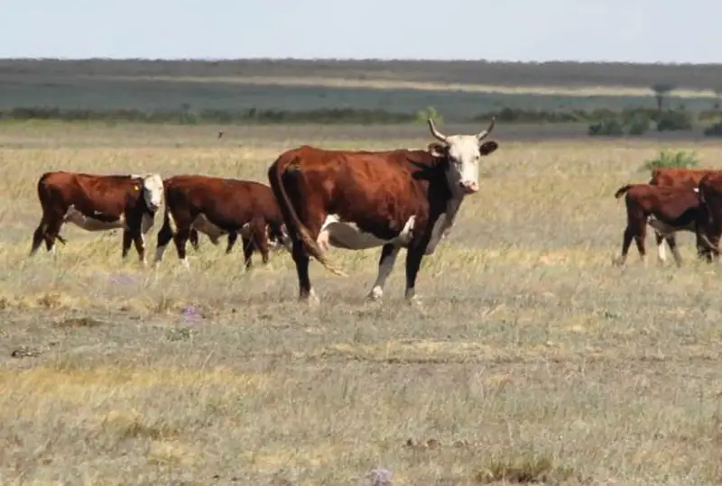 В два раза сократился дефицит пастбищ в Павлодарской области