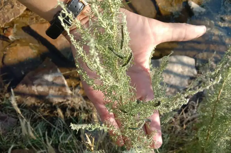 В Актюбинской области нашествие гусениц