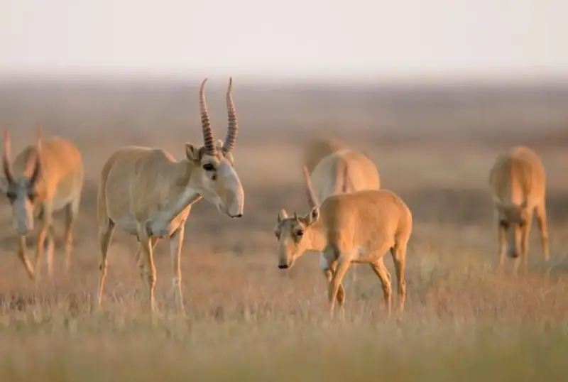 Факты отстрела сайги не прекращаются - глава Минэкологии