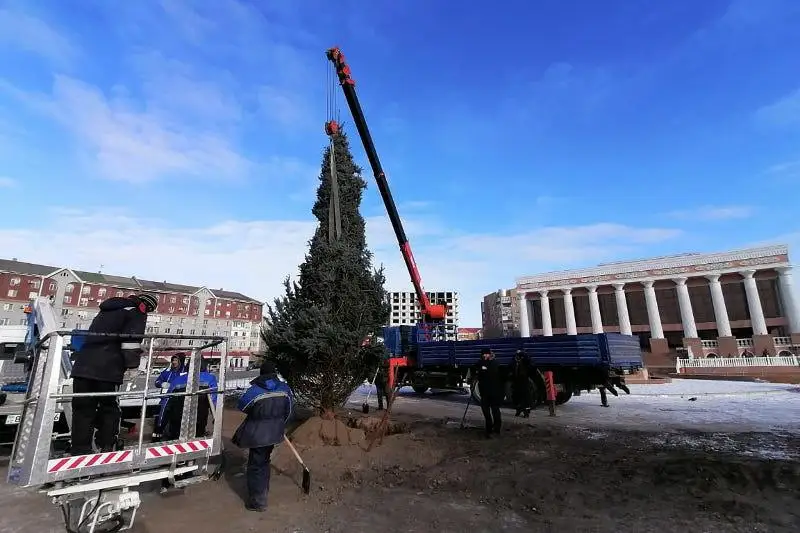 Девятиметровую  голубую ель высадили  в Атырау